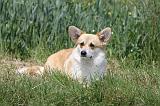 CORGI PEMBROKE 442